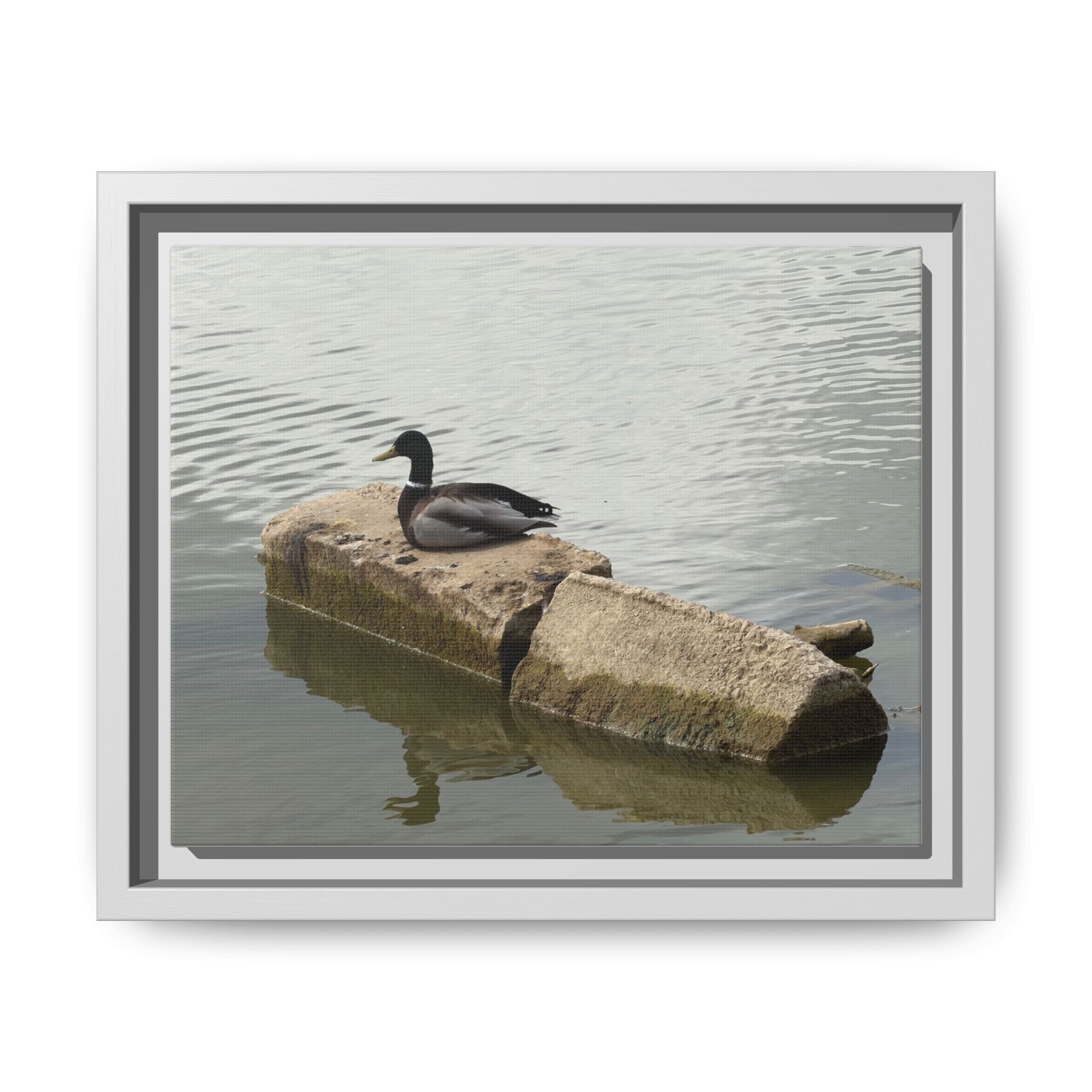 Lake Life Mallard Framed Matte Canvas Wall Art — Serene Duck on Lake Rock