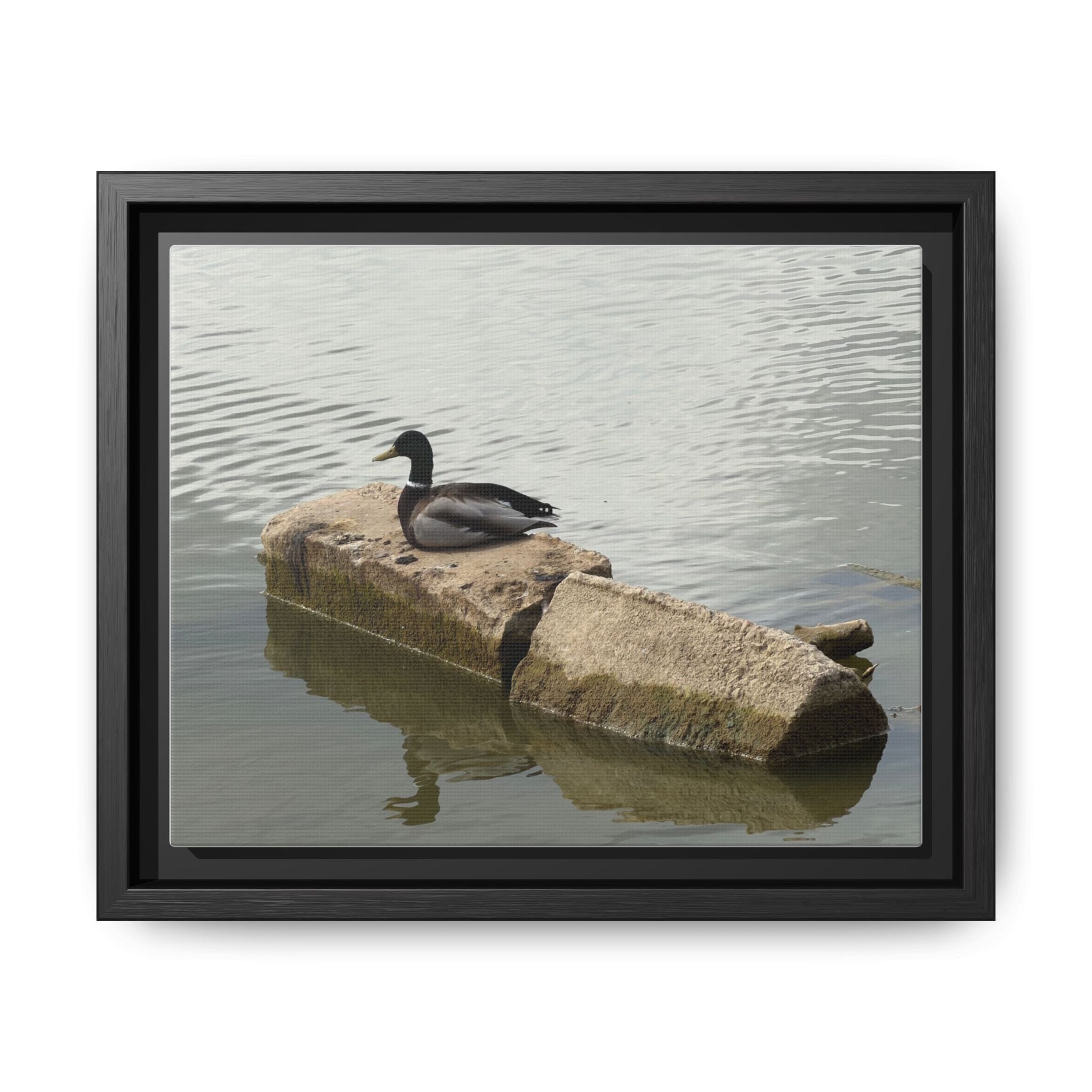 Lake Life Mallard Framed Matte Canvas Wall Art — Serene Duck on Lake Rock