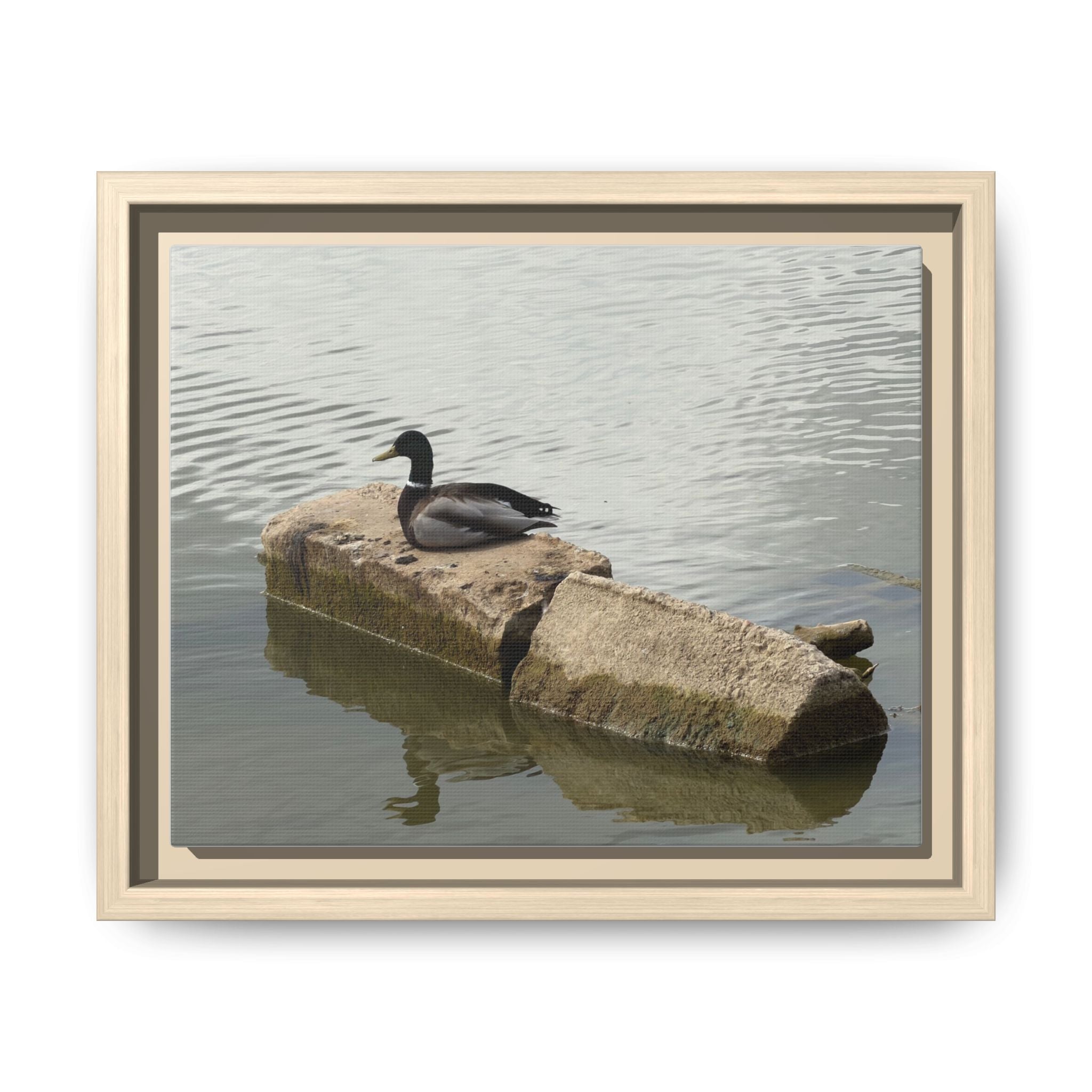 Lake Life Mallard Framed Matte Canvas Wall Art — Serene Duck on Lake Rock