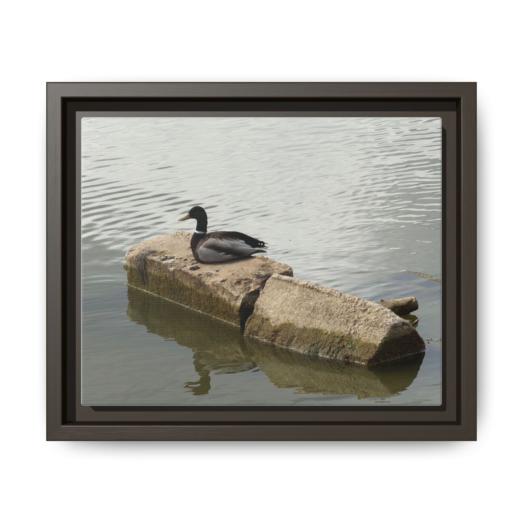 Lake Life Mallard Framed Matte Canvas Wall Art — Serene Duck on Lake Rock